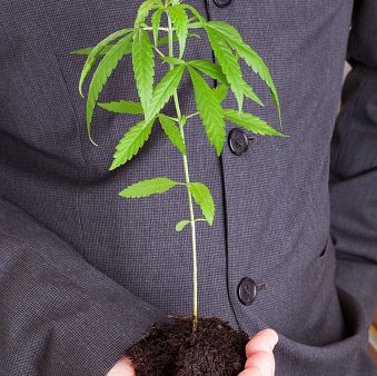 Big Tobacco and cannabis